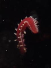 Micronereis nanaimoensis