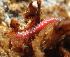 Micronereis nanaimoensis