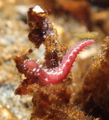 Micronereis nanaimoensis