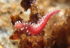 Micronereis nanaimoensis image