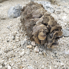 Pseudotsuga macrocarpa