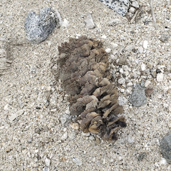 Pseudotsuga macrocarpa