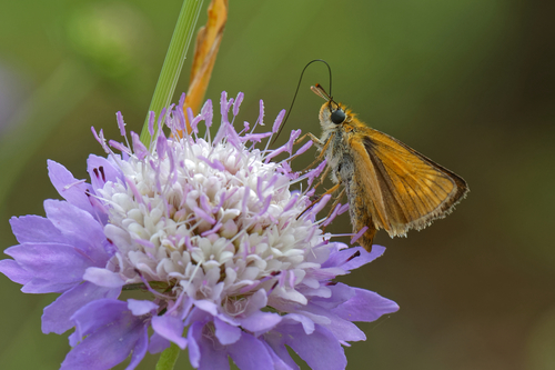Lulworth Skipper, 83210 Solliès-Toucas, France, photo 7 of 10