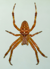 Araneus diadematus