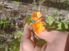 Sphaeralcea coulteri