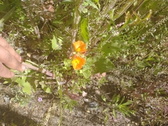Sphaeralcea coulteri