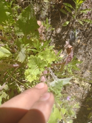 Sphaeralcea coulteri