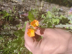 Sphaeralcea coulteri