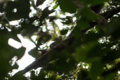 Ratufa bicolor