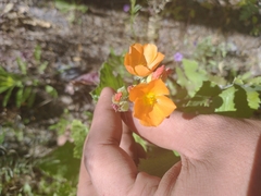Sphaeralcea coulteri