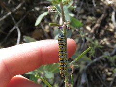 Pontia sisymbrii