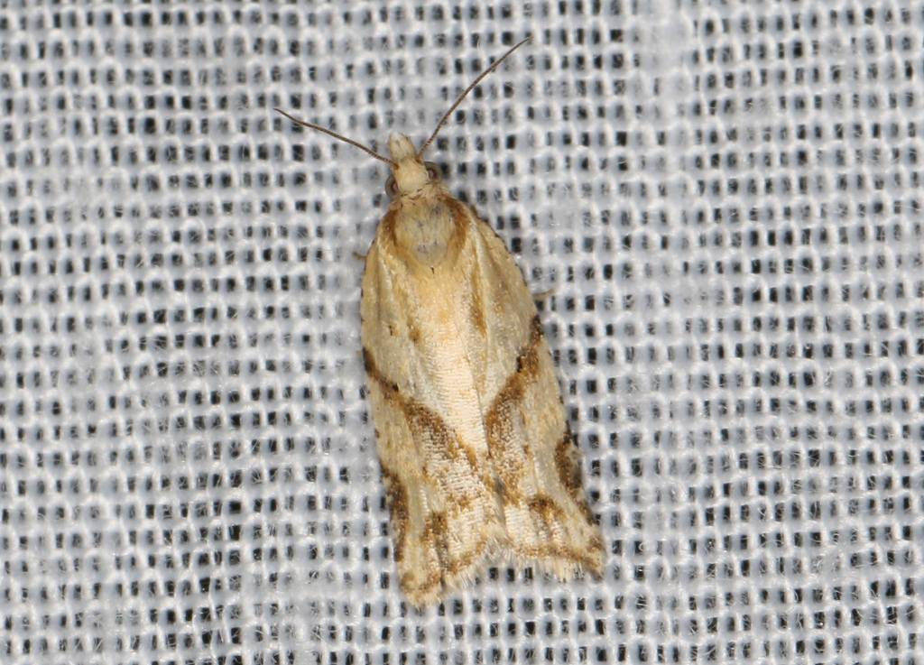 Clepsis therina