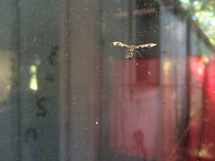 Geina periscelidactylus