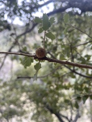 Quercus × alvordiana