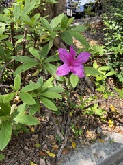 Rhododendron pulchrum phoeniceum