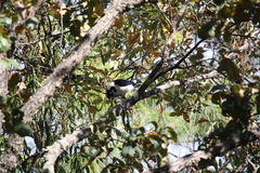 Cyanocorax dickeyi