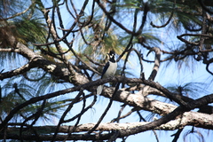 Cyanocorax dickeyi