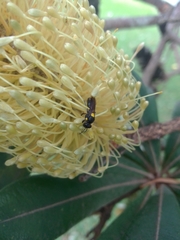 Amphylaeus obscuriceps