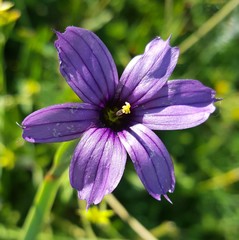 Sisyrinchium hitchcockii