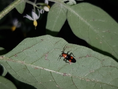 Trilaccus nigroruber