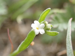 Plagiobothrys canescens