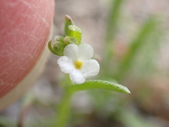 Plagiobothrys canescens