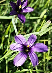 Sisyrinchium hitchcockii