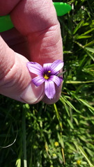 Sisyrinchium hitchcockii