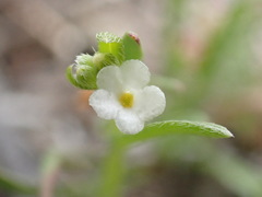 Plagiobothrys canescens
