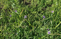 Sisyrinchium hitchcockii
