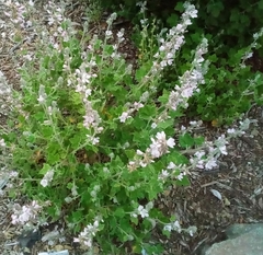 Malacothamnus clementinus