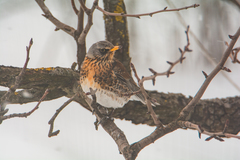 Turdus pilaris