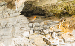 Erithacus rubecula