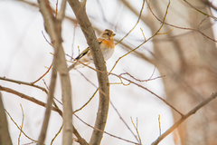 Fringilla montifringilla