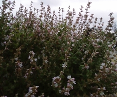 Malacothamnus clementinus