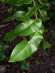 Dysoxylum mollissimum