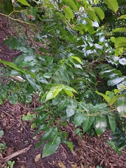 Dysoxylum mollissimum