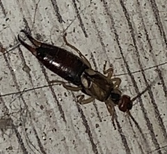 Forficula auricularia