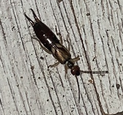 Forficula auricularia