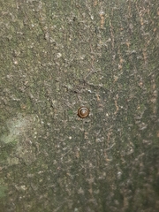 Kaliella scandens