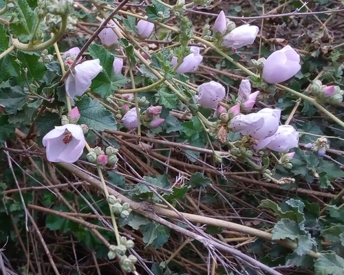 iNaturalist observation photo of southern coastal bushmallow
