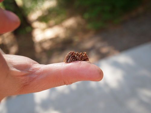 Wavy Chestnut Υ Moth photo 5
