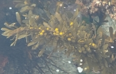 Sargassum muticum
