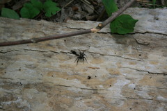 Schizocosa crassipes