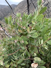 Arctostaphylos pungens