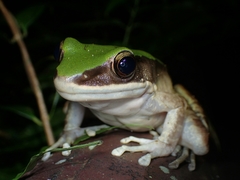 Odorrana chloronota