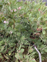 Arctostaphylos pungens
