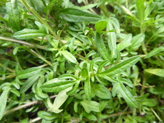 Prunella × intermedia