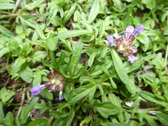 Prunella × intermedia