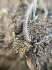 Macrosternodesmidae